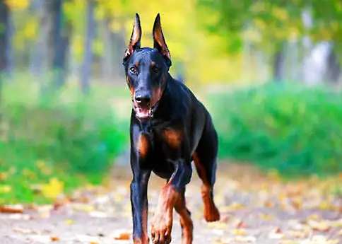 Look at the shortcomings of Doberman Pinscher, and you will know why it is not recommended for you to keep it~