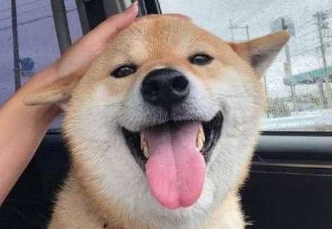 Shiba Inu likes so many people? Why?