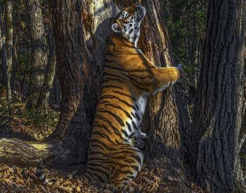Award of photography of 2020 wild animal is announced! Conceal camera to pat next tigers that hug a tree to gain the championship