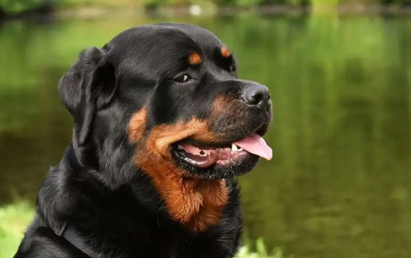 ここに来た人が教えてくれます、純血種の犬と紐犬の違い