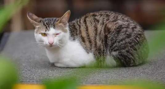 猫是怎么抓老鼠的？不清楚的赶紧来看看！