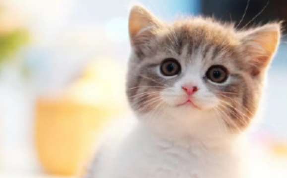 What are the cat breeds that won’t grow up? Friends who like small cats don’t miss it!