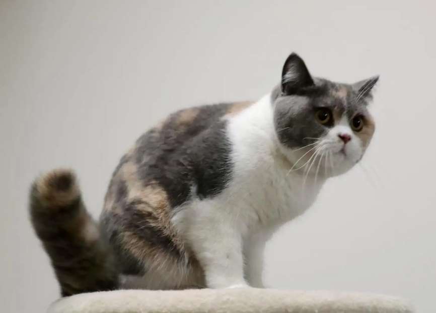 What kind of calico cat is beautiful? The result turned out to be...