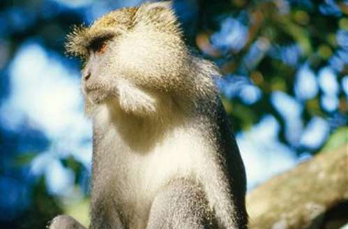 Do you know the white-lipped blue vervet monkey? Come and take a look Its morphological characteristics!