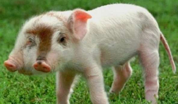What are the differences in breeding methods for genetically mutated pigs that look scary?