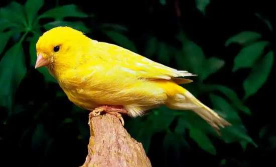 The secret of raising canaries is What? Let me tell you the answer!