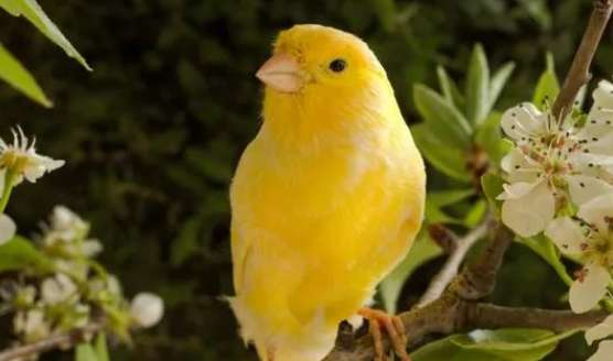 What is the secret of raising canaries? Let me tell you the answer !