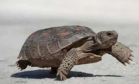 The desert tortoise, which has the highest water-holding capacity among land tortoises, comes and learn about it!