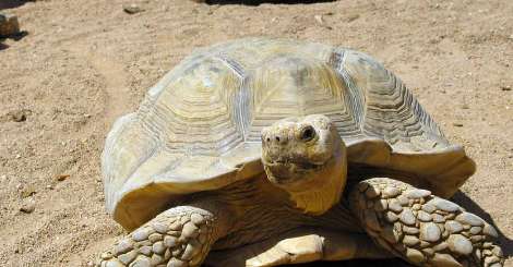 The desert tortoise, which has the highest water-holding capacity among land tortoises, comes and learn about it!