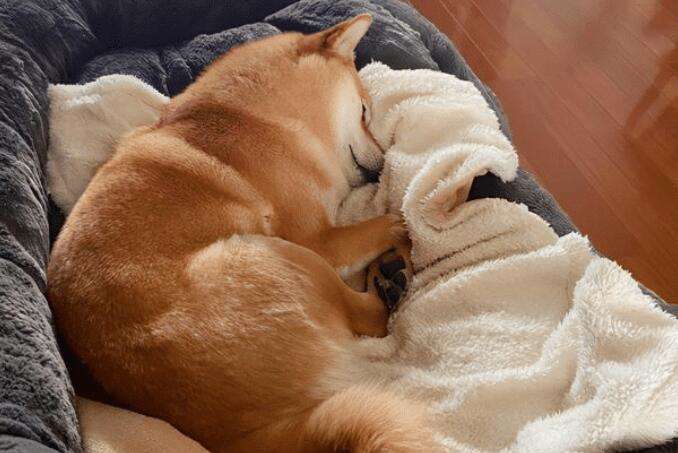 The sleeping position of a dog represents its personality. If the second type appears, pet owners should be careful!