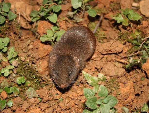 Let’s get to know the black-bellied velvet rat that lives in the forest!