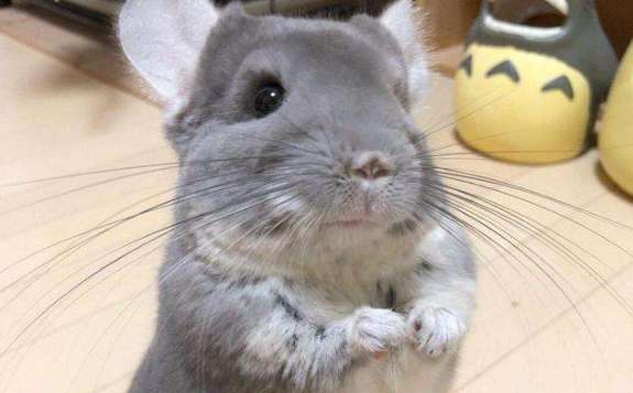 Have you learned the three tips for selecting chinchillas?