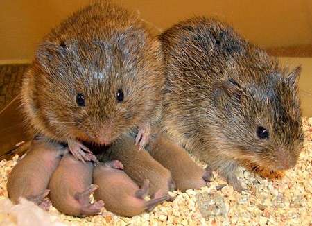 The Sakhalin vole from Russia, let’s take a look at what it looks like!