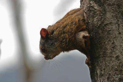 The mouse's son can dig holes, and the squirrel's relative, the gray flying squirrel, can climb trees!