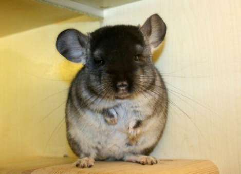 Teach you step by step how to choose velvet black chinchilla