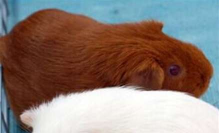 Come on in, here are the Slender guinea pig selection tips!