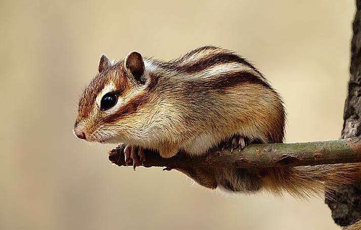 Can't pick a chipmunk? Then let’s learn about the selection tips in this article.