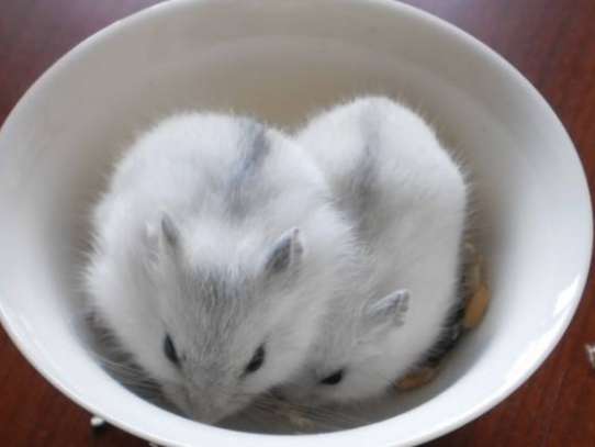 How much do you know about the selection skills of silver fox hamsters?