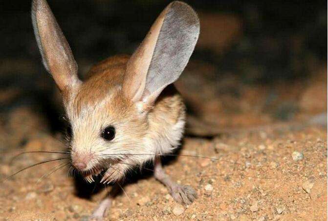 The long-eared rat, a desert elf in danger