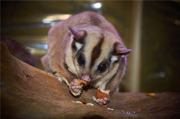 How to choose a satisfactory Australian sugar glider? Do your homework in advance To avoid falling into a trap