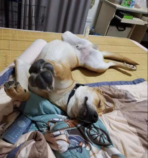 The secret of dog sleeping positions, it turns out that your furry child loves it so much You