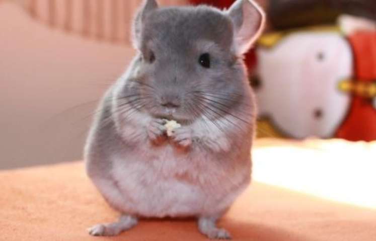 How to choose a cute little standard gray chinchilla? Tips are all in this article