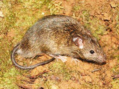 Yellow-haired rat, a kind of rat that likes to run wild in the wild