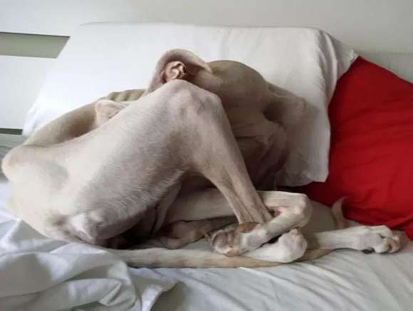 The secret of dog sleeping posture, it turns out you Your furry baby loves you so much