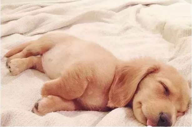 The secret of dog sleeping positions, it turns out that your furry child loves it so much You