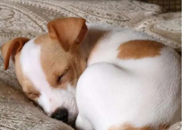 The secret of dog sleeping positions, it turns out that your furry child loves it so much You