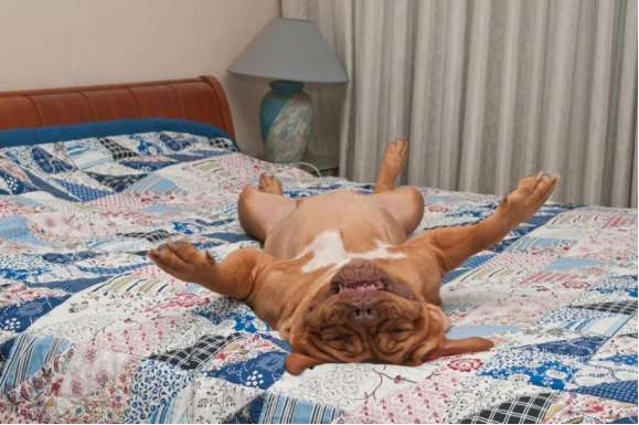 The secret of dog sleeping posture, it turns out that your home Your furry baby loves you so much