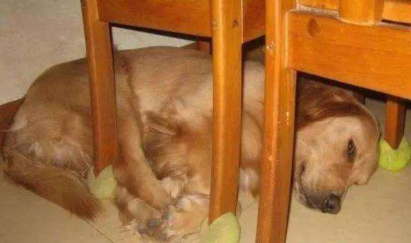 The secret of dog sleeping posture, it turns out that your furry child loves it so much You