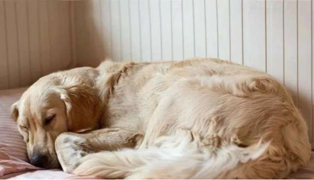 The secret of dog sleeping positions, it turns out that your furry child loves it so much You