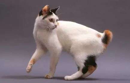 Do you want to own this Japanese bobtail cat, which represents luck?
