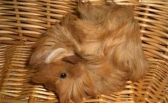 You need to pay attention to these when buying Peruvian satin guinea pig