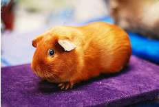 Don’t know how to choose a gold-painted satin-haired guinea pig? Please keep this selection secret