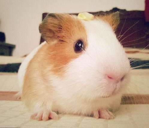 Want to raise a golden satin guinea pig? Take a look at this article Selection tips