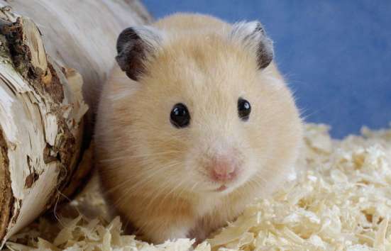 Learn the correct opening method when purchasing a hamster