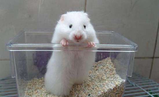 Don't miss some tips on choosing a white bear hamster!