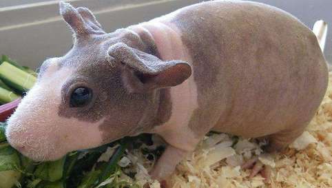 Mini version of hippopotamus - tips for selecting hairless guinea pigs