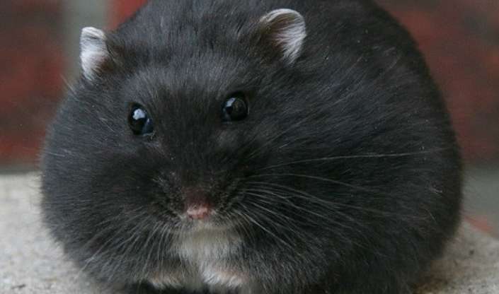 Je vous présente un guide secret pour sélectionner les hamsters ours noirs, merci de le conserver.