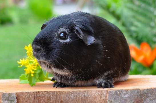 Pure black guinea pig selection guide, please keep it!