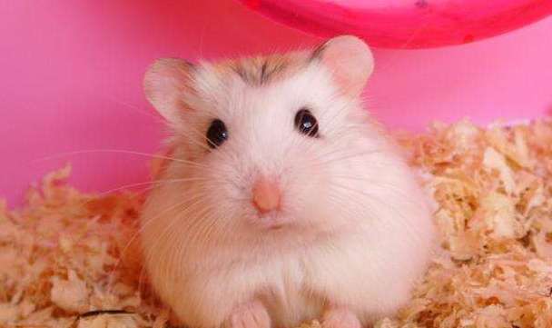 How to choose a hamster? These 4 methods are worth your reference