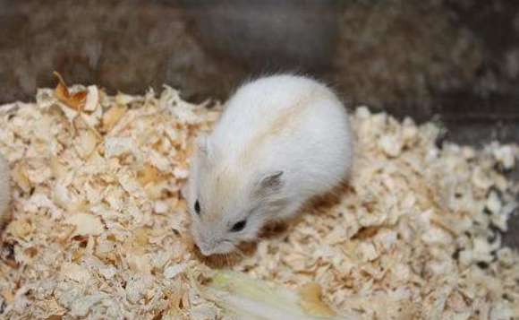 Voulez-vous vous lancer dans le mignon hamster renard doré ? Jetons d’abord un coup d’œil à ce manuel de sélection