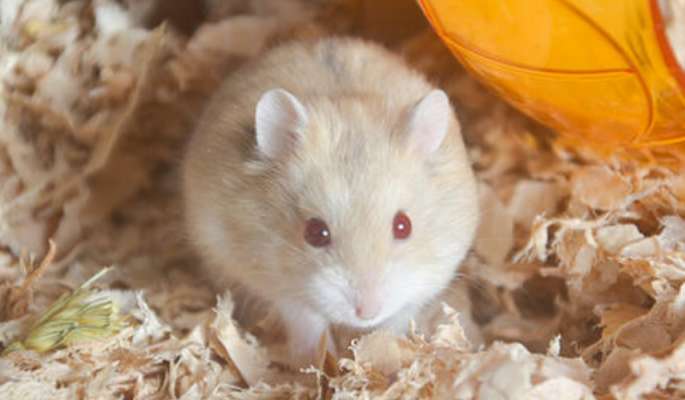 How to choose an amber hamster? The details are in this article