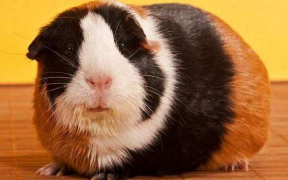 How to choose a high-quality tortoiseshell guinea pig? After reading this article, you will know everything