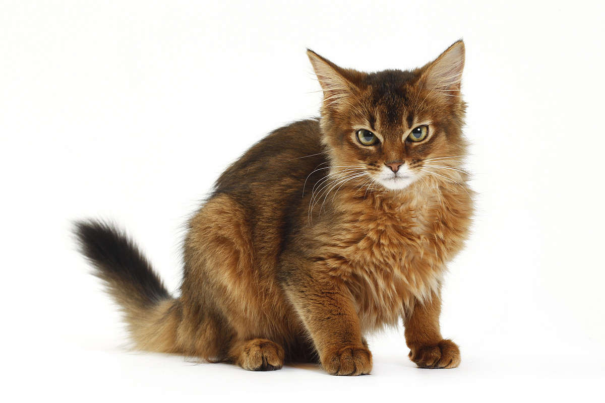 Take the Somali cat home and unlock the unique charm of the noble king!