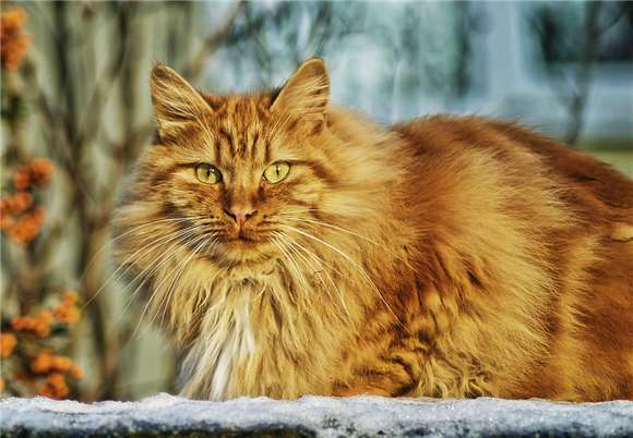 Want to buy a Norwegian Forest Cat? Don’t be impatient. After reading this article, avoid taking detours.