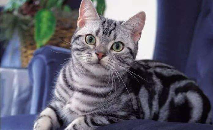 Master these selection methods and you can easily bring home an American wirehair cat