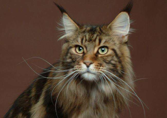 How to choose a Maine Coon cat? A collection of tips is here!